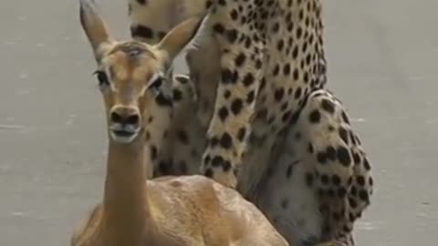 A young cheetah makes its first kill