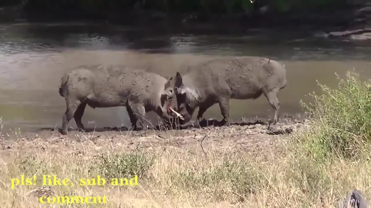 Wild Animals Fight till Death