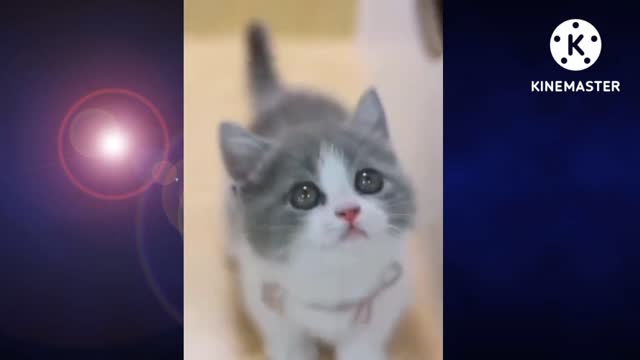 Cute cat video