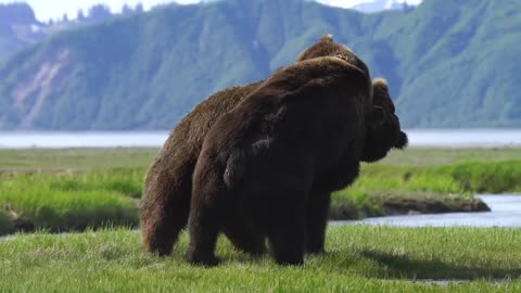 Bear fight