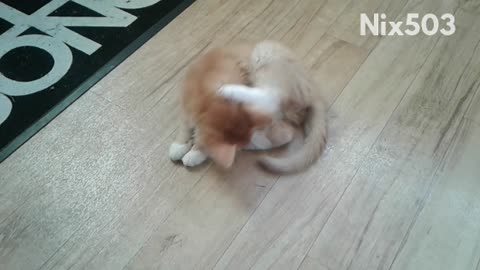 Cat chasing tail and spinning around in circles