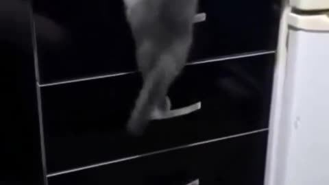 mischievous little kitty up to no good 😅