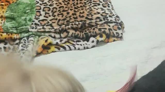 Cachorrinho teimoso