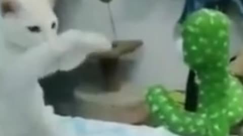 Kung Fu Cat