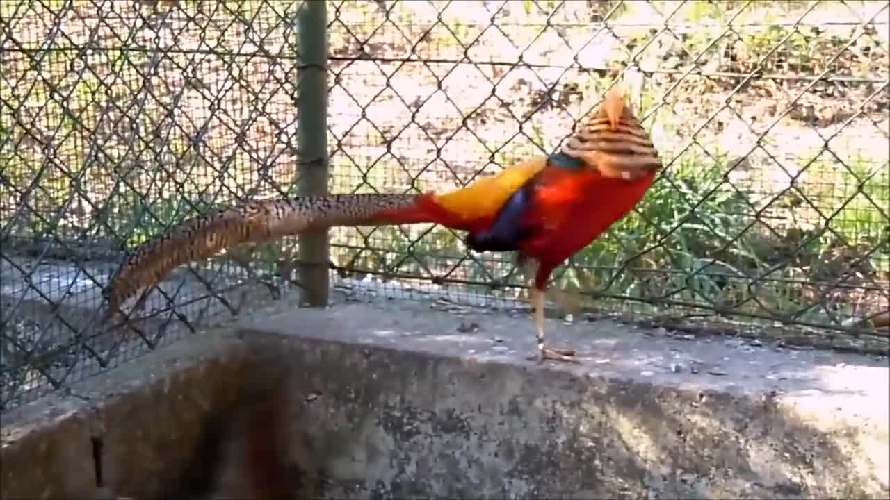 Wonderful golden pheasants and wading birds