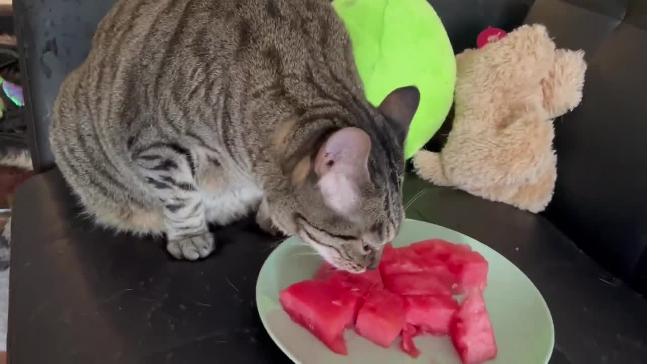 Cats Eating Vegetables and Fruits #6