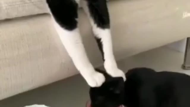 ВОТНЫМИ ЧАСТЬ 1 #funnyvideo #cats #happycats #смешныекоты