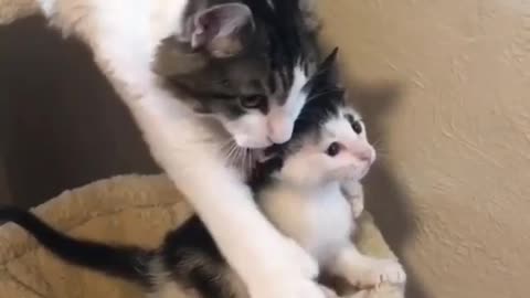 Cat stops her baby from falling