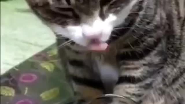Cat Drinking Wine from glass and gets drunk