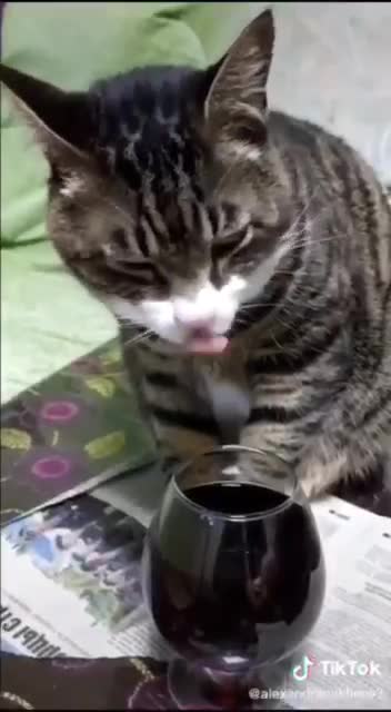 Cat Drinking Wine from glass and gets drunk