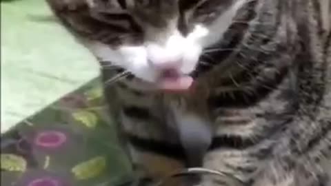Cat Drinking Wine from glass and gets drunk