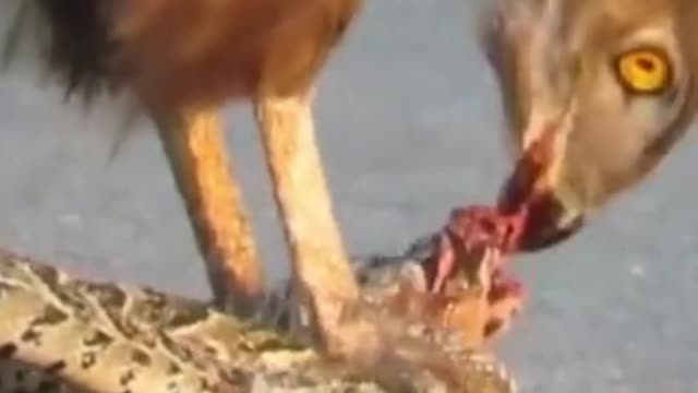 oh my god the vulture eats the snake alive