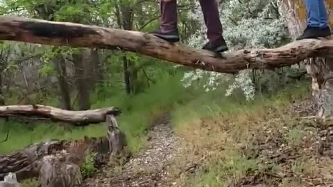 Big guy purple pants grey sweater falls off big tree branch