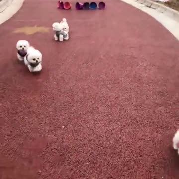 Lovely Baby Cat, Funny cats 😹 Cute and Funny Animals