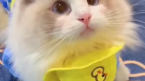 cute cat funny vedio