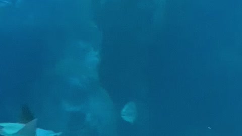 swimming stingrays