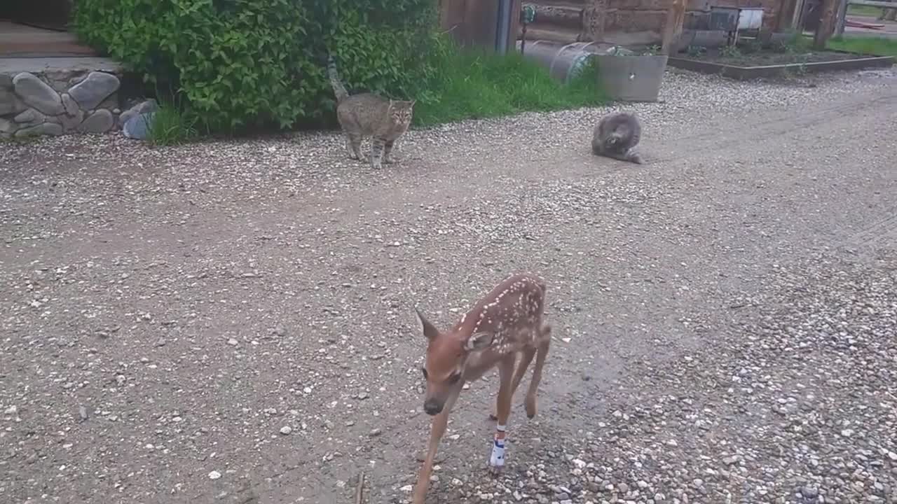 Baby deer rescue and release