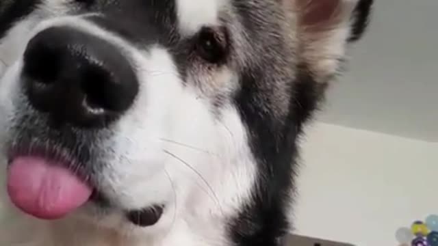 Cute Alaskan dog sticking out his tongue all the time