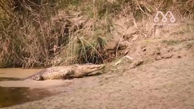 INCRÍVEL ATAQUE DE CROCODILO