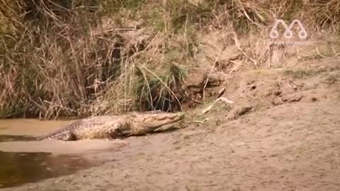 INCRÍVEL ATAQUE DE CROCODILO