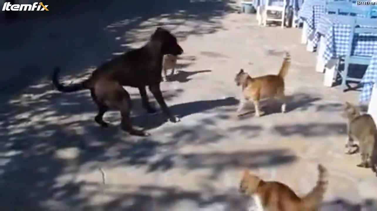 Gang of cats attack dog