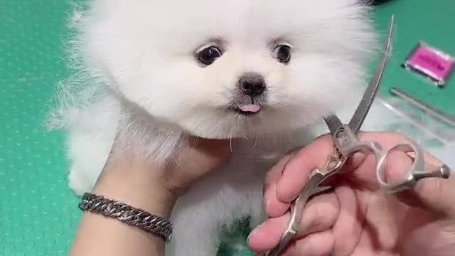 Dog Pet Puppy Grooming Teddy bear hairstyle