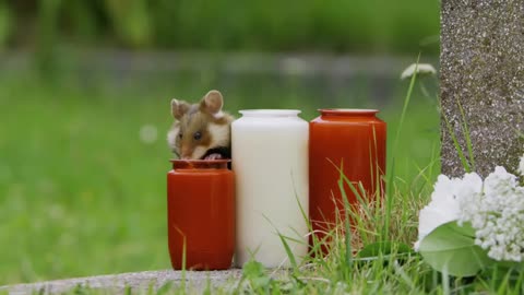 Chubby hamster