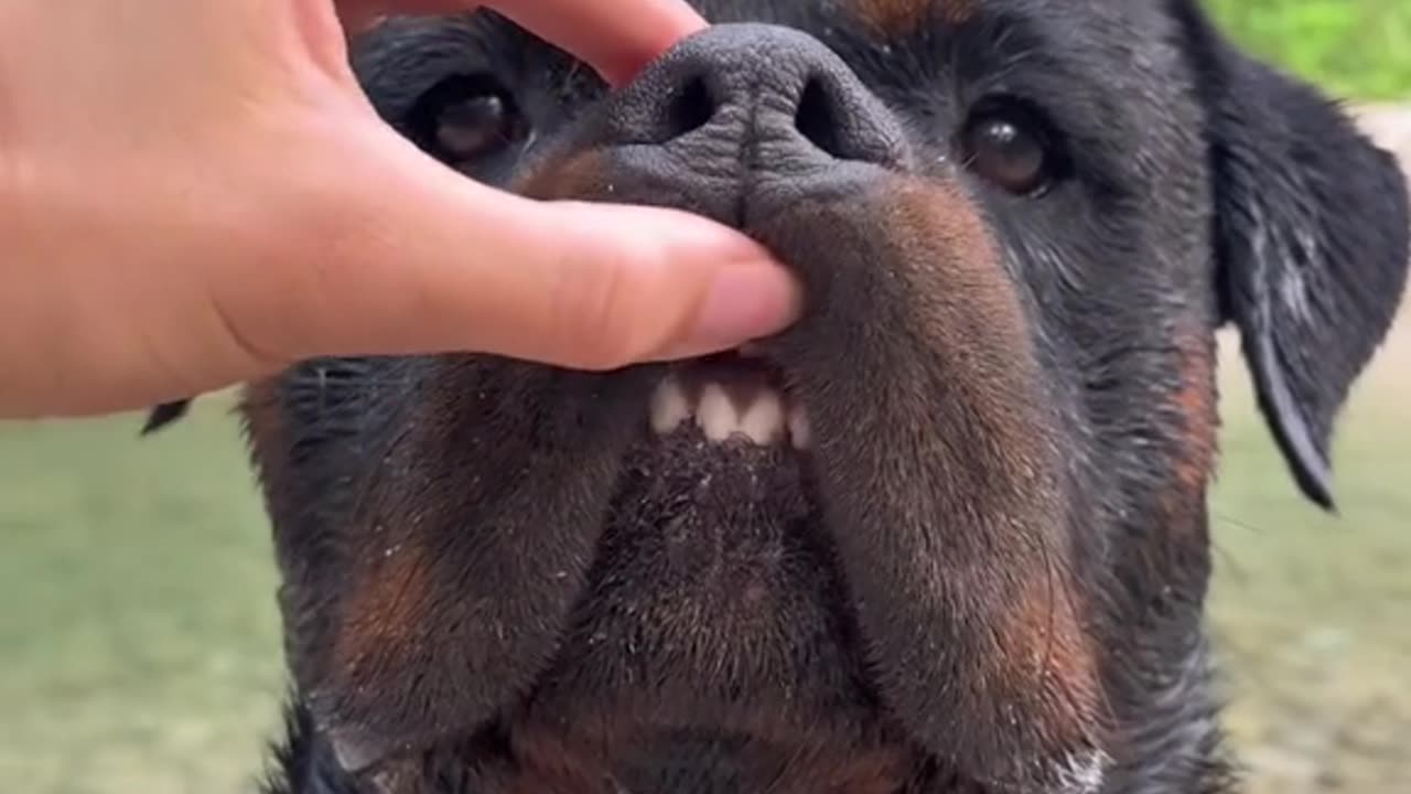 Rottweiler Teefies: The Cutest Smile You’ll Ever See!