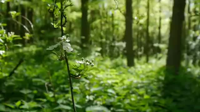 Nature video