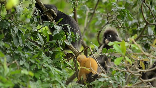 Golden Snub-nosed Monkey