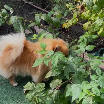 Tow Cute Puppies Playing With Owner