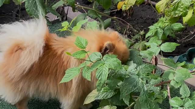 Tow Cute Puppies Playing With Owner