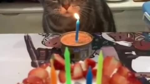 Happy Birth Day Cute Cat Short Video