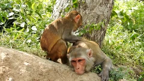 Monkey Video xxxxxxxxxx
