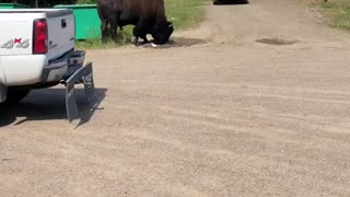Buffalo in town of Fort Liard Northwest Territories
