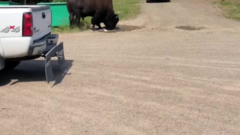 Buffalo in town of Fort Liard Northwest Territories