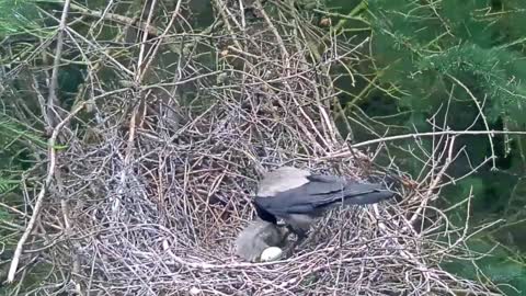 So million sad😭for baby Heron attacks by crow