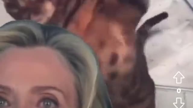 Hillary Lying About Election with a cat