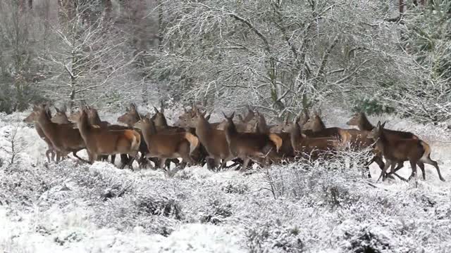 A herd of deer moving in the snowy forest