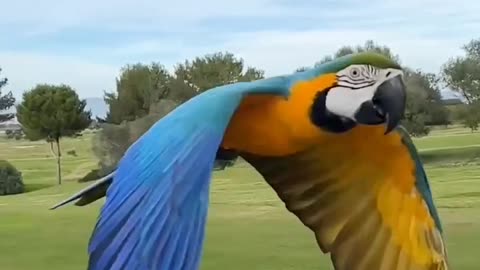 beautiful parrots