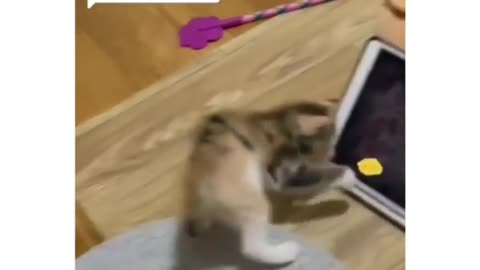 Funny cat animals videos