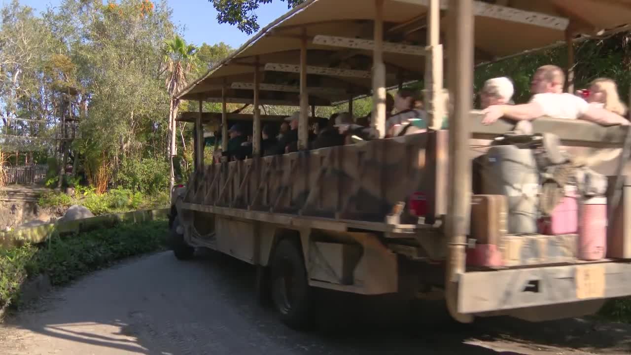 New Baby Hippo at Disney's Animal Kingdom