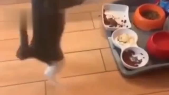 Cat dancing with joy