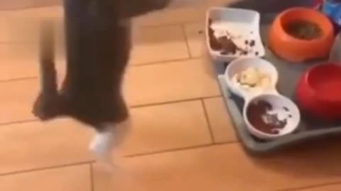 Cat dancing with joy