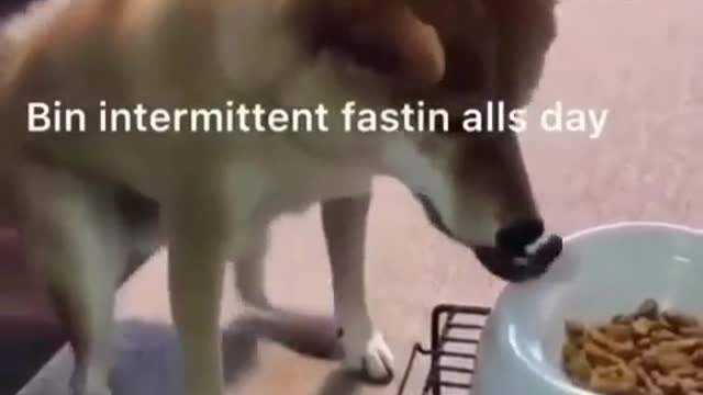 The funny dog while he eats