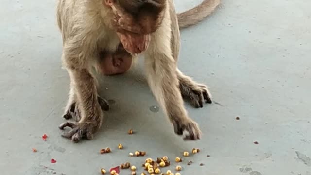 monkey drink water by human