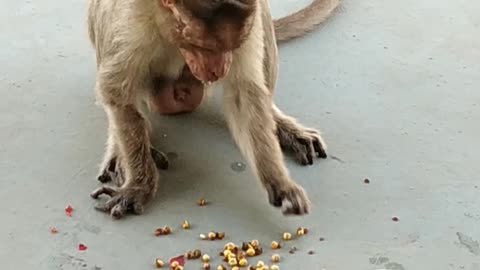 monkey drink water by human