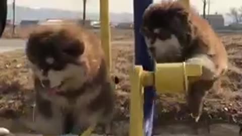 Cute dogs swinging SHORT VIDEO 🐶🥰