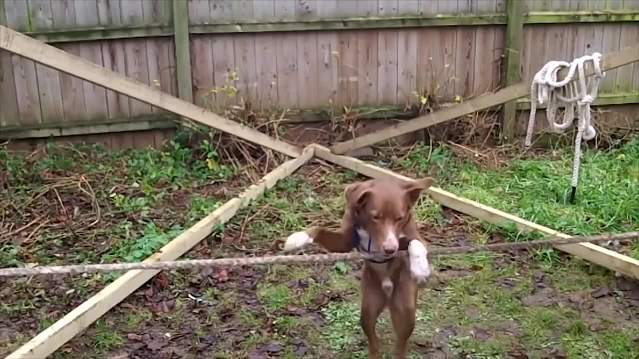 10 Best Trained & Disciplined Dogs in the World!