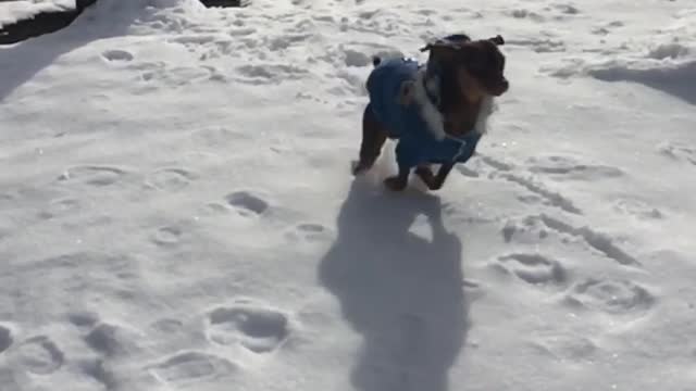 Slowmo blue sweater dog runs across snow parking lot